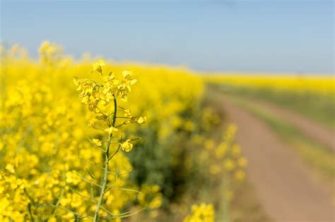  Rapeseed: Het goud van de akker voor biobrandstoffen en gezonde voeding!